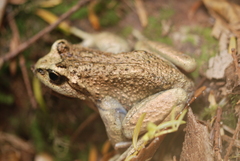 Olive Spiny-Chest Frog photo 4