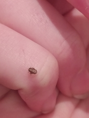 Auchenorrhyncha