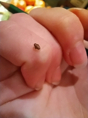 Auchenorrhyncha