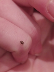 Auchenorrhyncha
