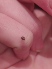 Auchenorrhyncha