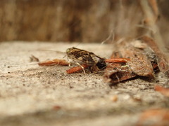 Echmepteryx