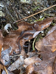 Plethodon dorsalis