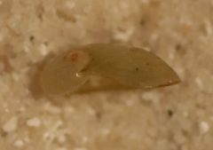 Vitrinobrachium breve