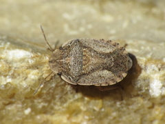 Sciocoris helferii