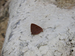 Apuecla maeonis