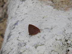 Apuecla maeonis