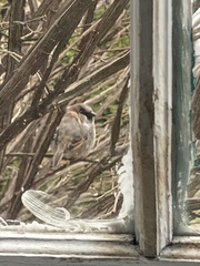 Passer domesticus