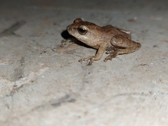 Raorchestes tuberohumerus