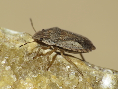 Sciocoris helferii