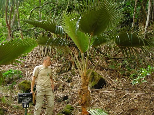 Pritchardia limahuliensis