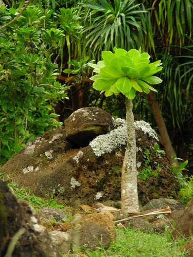 Brighamia insignis