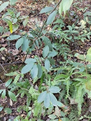 Lardizabalaceae