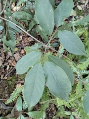 Lardizabalaceae