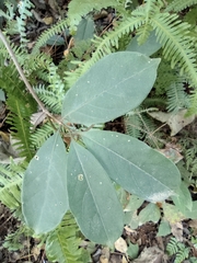 Lardizabalaceae