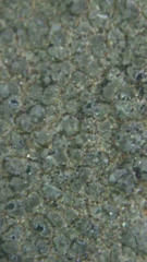Aspicilia knudsenii