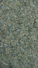 Aspicilia knudsenii