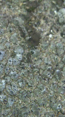 Aspicilia knudsenii