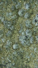 Aspicilia knudsenii