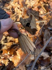 Liriodendron tulipifera