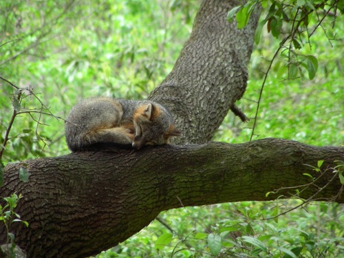 Gray Fox (Urocyon cinereoargenteus), a lookalike recorded in Ohio