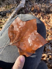 Liriodendron tulipifera