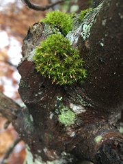 Ulota coarctata