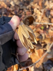 Liriodendron tulipifera