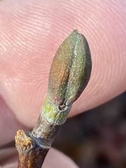 Liriodendron tulipifera