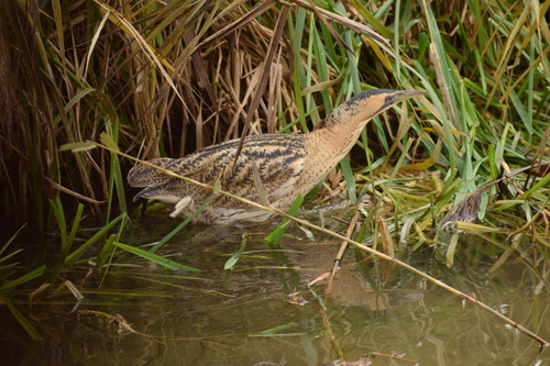 Avetoro común (Botaurus stellaris)