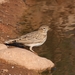 Mediterranean Short-toed Lark - Photo (c) Xavier Rufray, some rights reserved (CC BY-NC), uploaded by Xavier Rufray