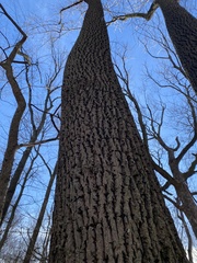 Liriodendron tulipifera