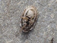 Sciocoris helferii