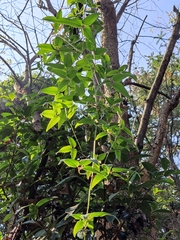 Clematis florida
