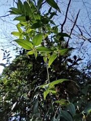 Clematis florida