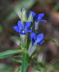Gentiana tianschanica