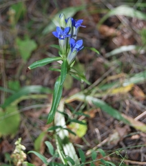 Gentiana tianschanica