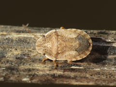 Sciocoris helferii