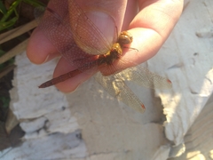 Sympetrum meridionale