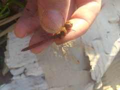 Sympetrum meridionale