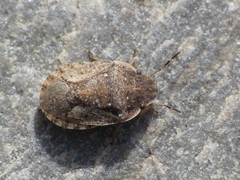 Sciocoris helferii