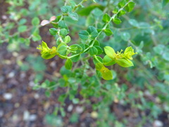 Euphorbia ceratocarpa