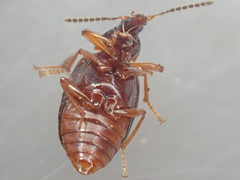 Tanyrhinus singularis