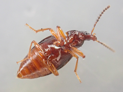 Tanyrhinus singularis