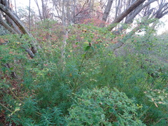 Euphorbia ceratocarpa