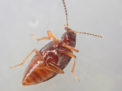 Tanyrhinus singularis