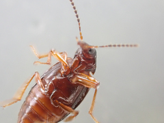 Tanyrhinus singularis