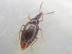 Tanyrhinus singularis