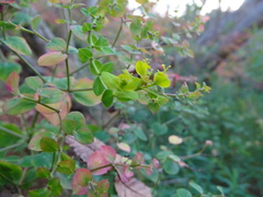 Euphorbia ceratocarpa
