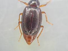 Tanyrhinus singularis